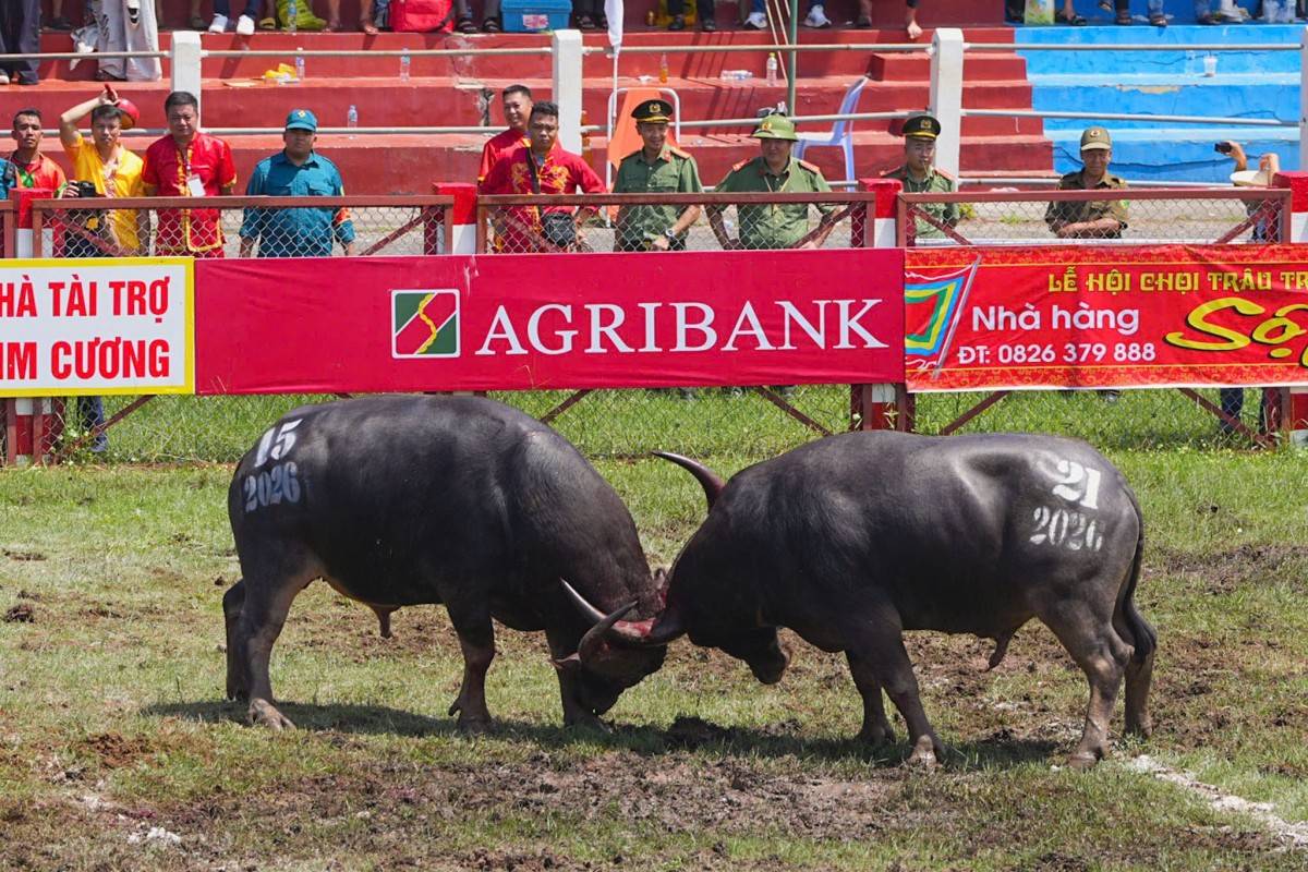Trâu số 15 vượt 14 đối thủ, đăng quang Lễ hội chọi trâu Đồ Sơn 2026 Trâu số 15 vượt 14 đối thủ, đăng quang Lễ hội chọi trâu Đồ Sơn 2026
